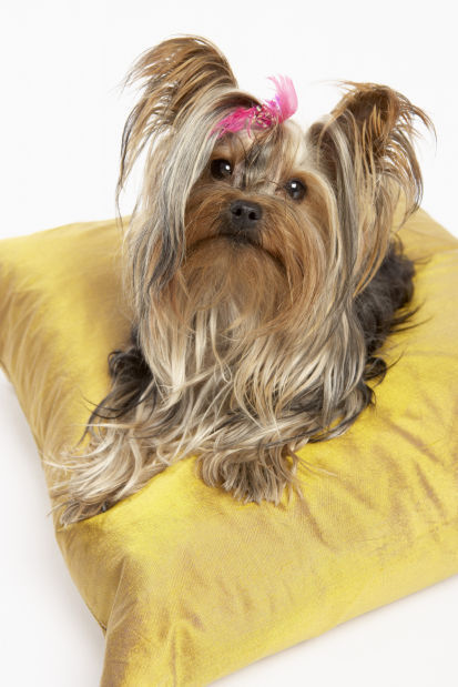 6. Yorkshire Terrier